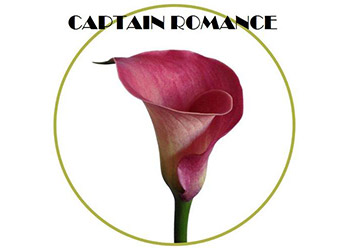 Captain Romance