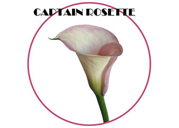 Captain Rosette