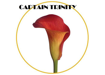 Captain Trinity