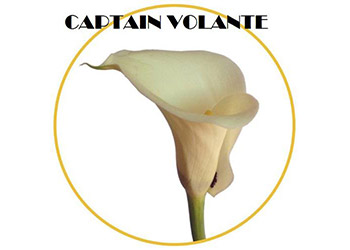 Captain Volante