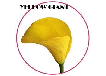 Yellow Giant