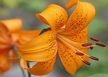 Asiatic Lilly Orange