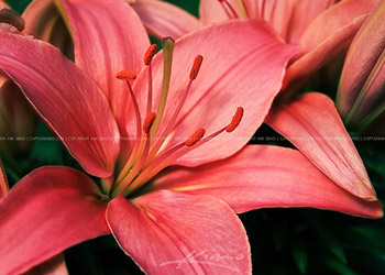 Asiatic Lilly Pink