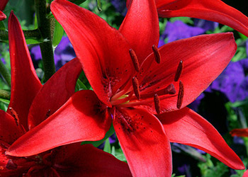 Asiatic Lilly Red