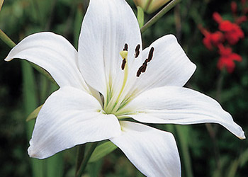 Asiatic Lilly White