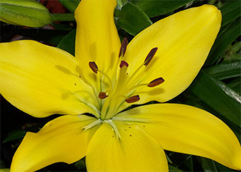 Asiatic Lilly Yellow