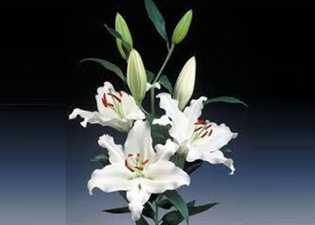 Oriental Lilly White Rialto