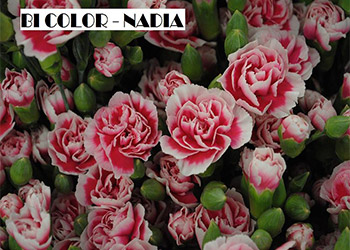 Bi Color Nadia